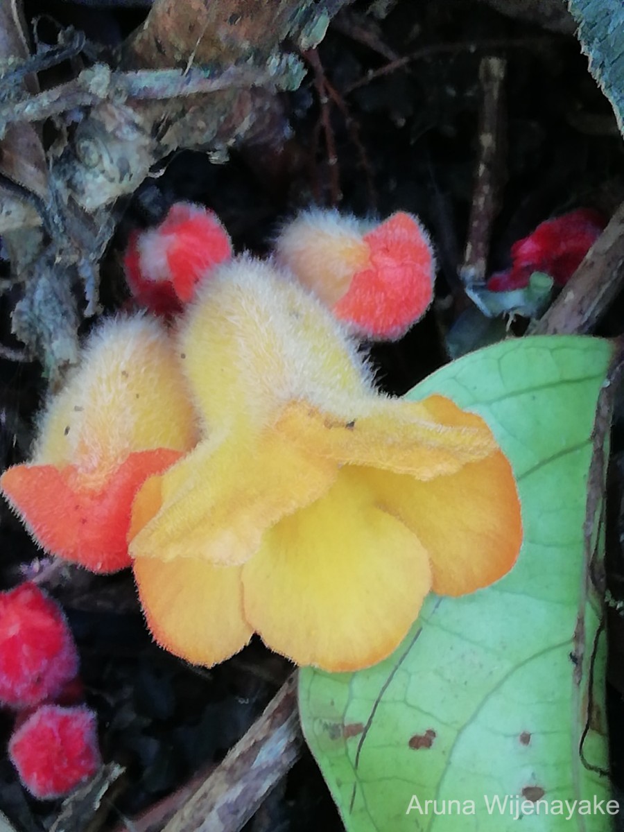 Christisonia bicolor Gardner